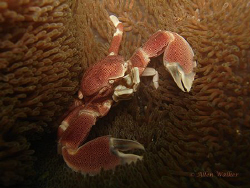 Porcelain Crab taken on Aliwal shoal, taken with W17 Sony... by Allen Walker 